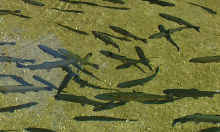 Présentation de la truite d'élevage - 5mn 45s 